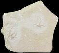 Jurassic Brittle Star (Sinosura) Fossils - Solnhofen #68981-2